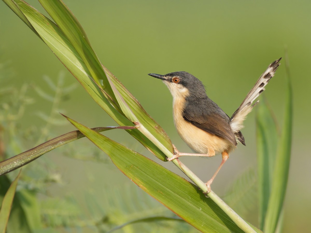 Ashy Prinia - ML630776810