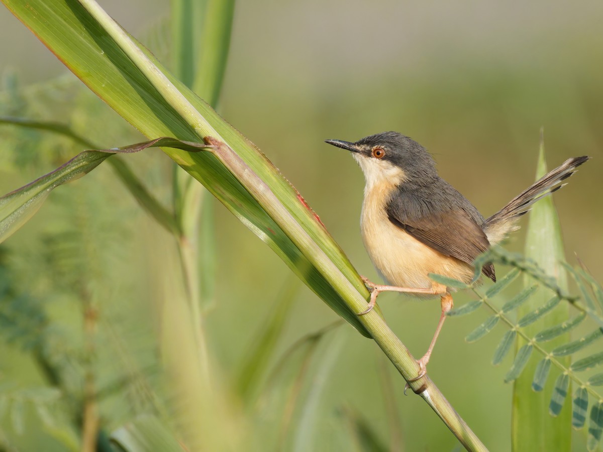 Ashy Prinia - ML630776811