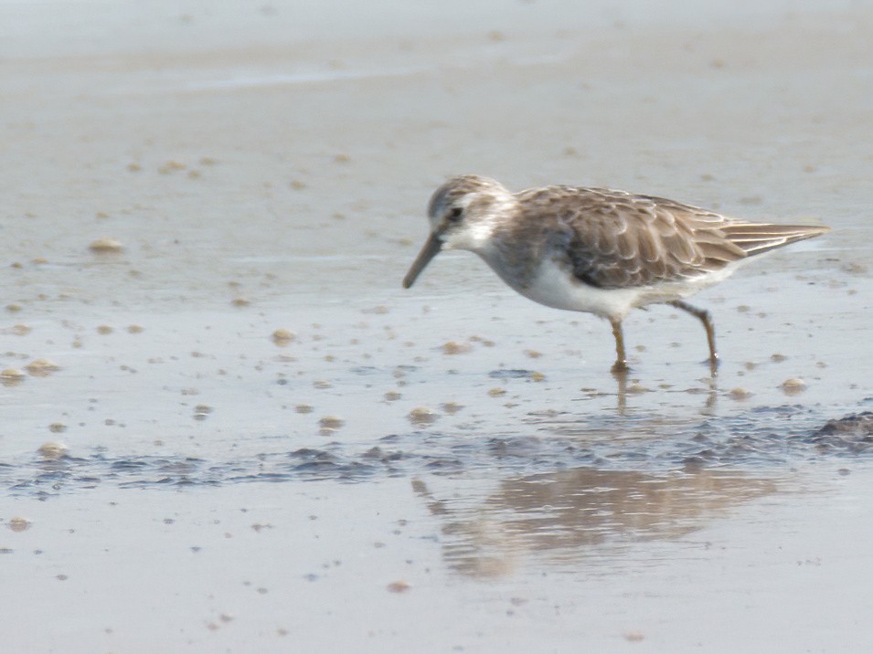 Little Stint - ML630776951