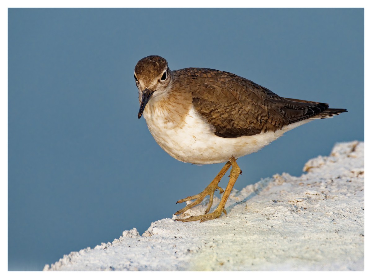 Common Sandpiper - ML630776959