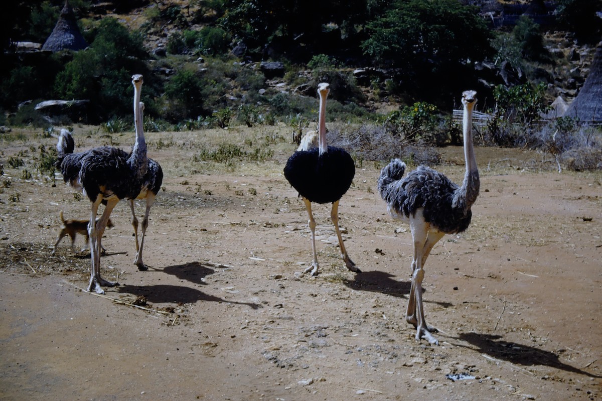 Common Ostrich - ML630776970