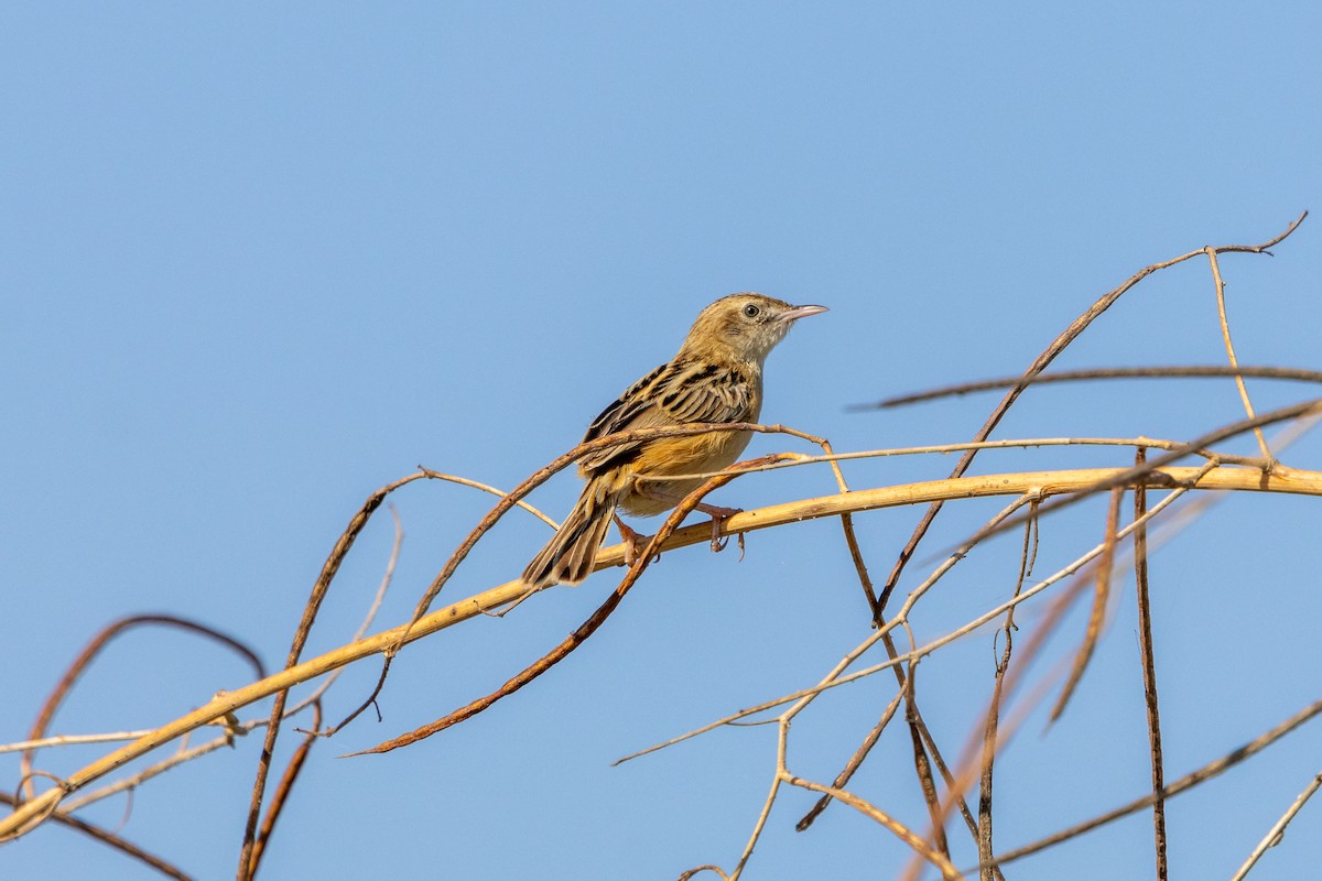 Zitting Cisticola - ML630777099