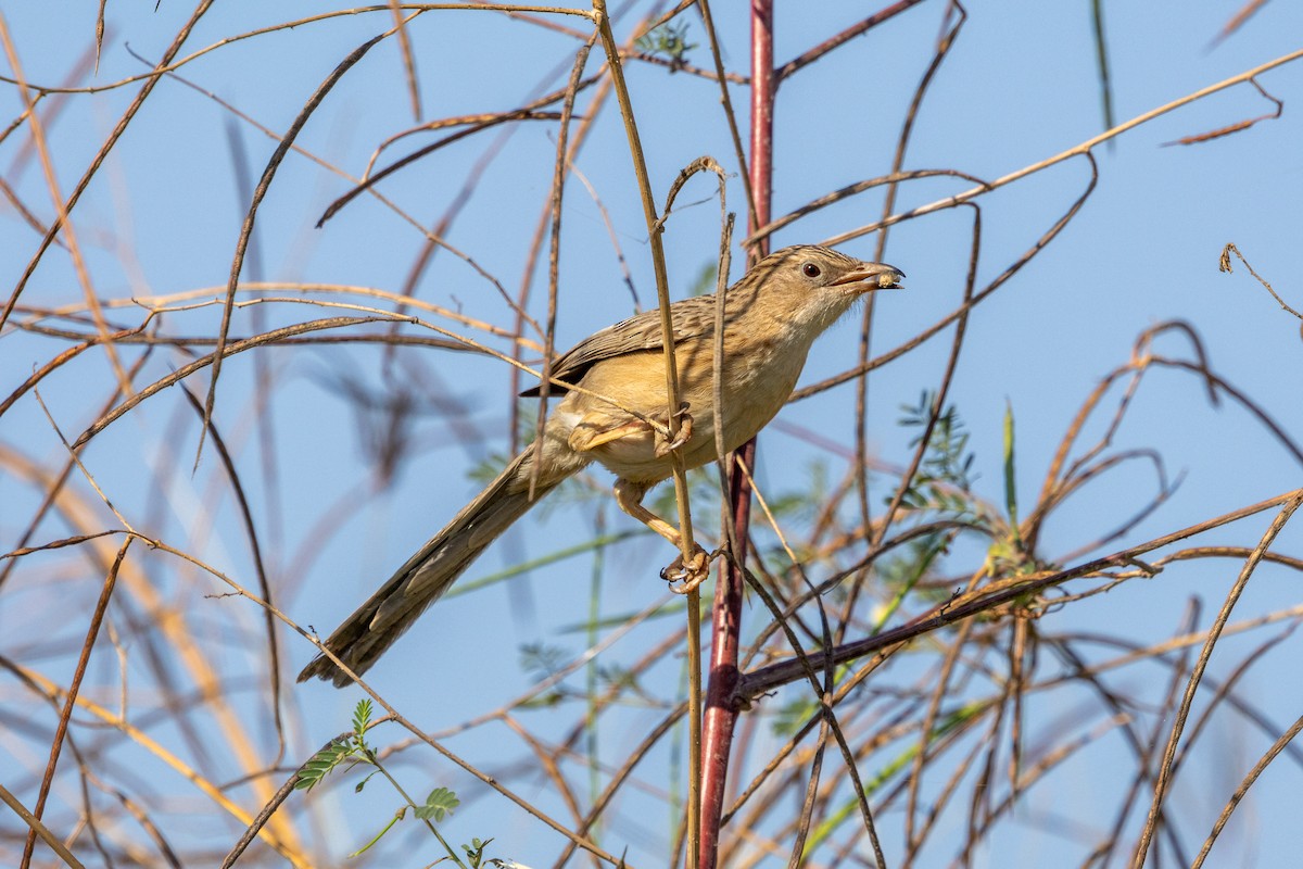 Common Babbler - ML630777105