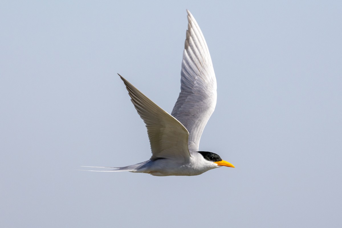 River Tern - ML630777127