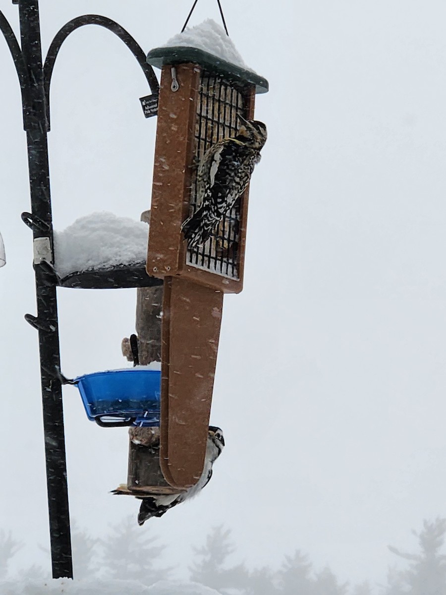 Yellow-bellied Sapsucker - ML630777200
