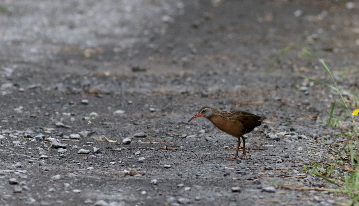 Virginia Rail (Virginia) - ML63077741