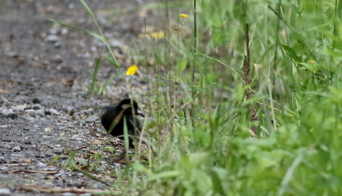 Virginia Rail (Virginia) - ML63077751