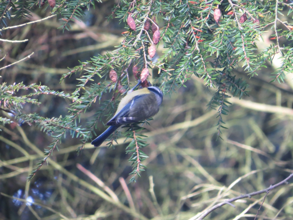 Eurasian Blue Tit - ML630777654