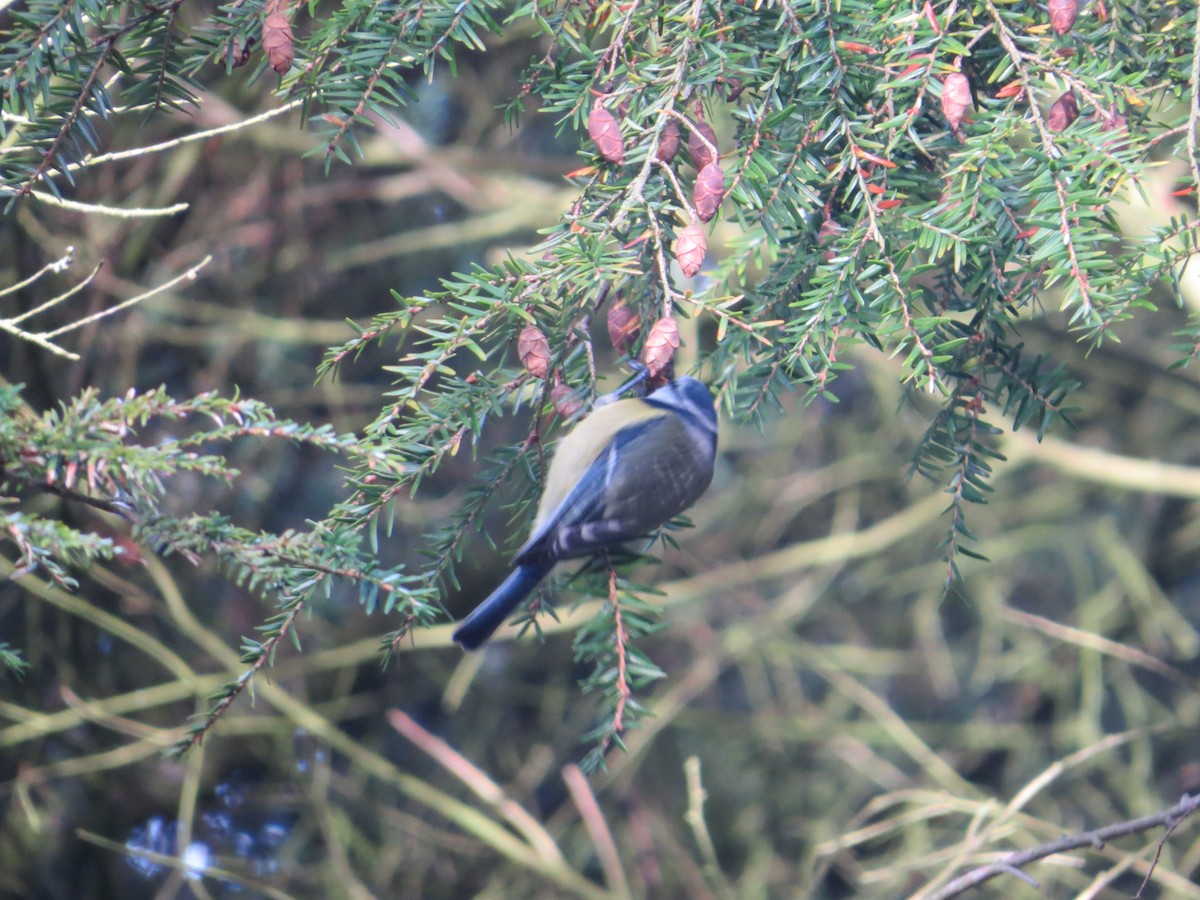 Eurasian Blue Tit - ML630777658
