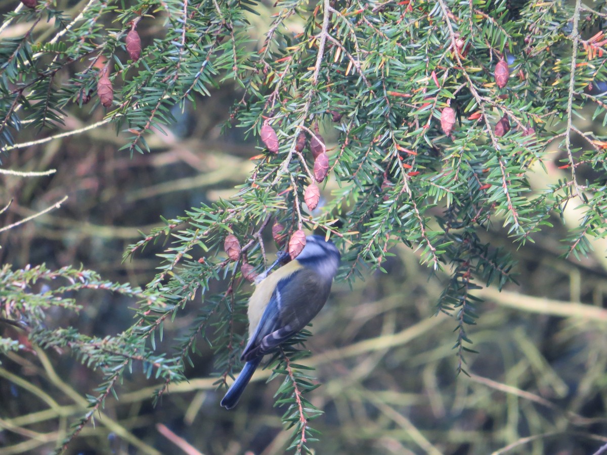 Eurasian Blue Tit - ML630777659