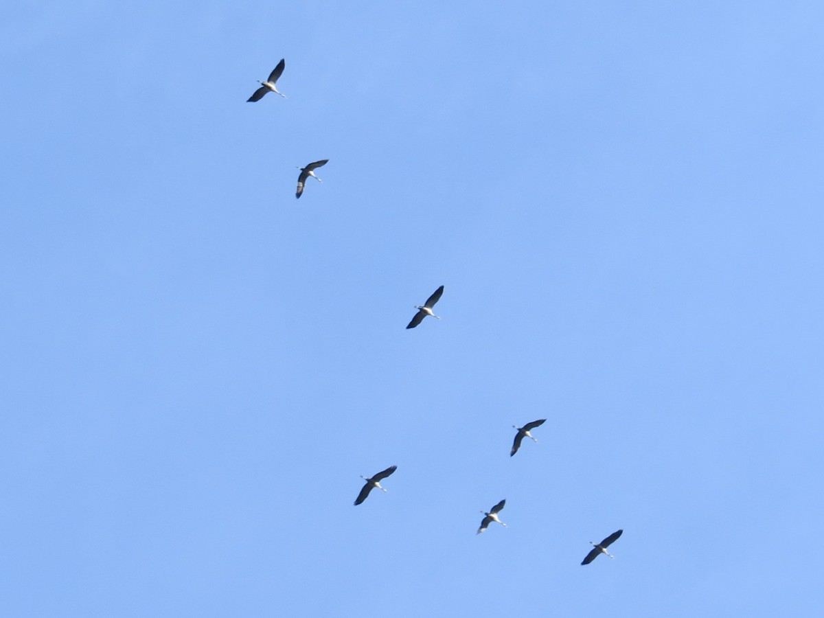 Common Crane - ML630777675