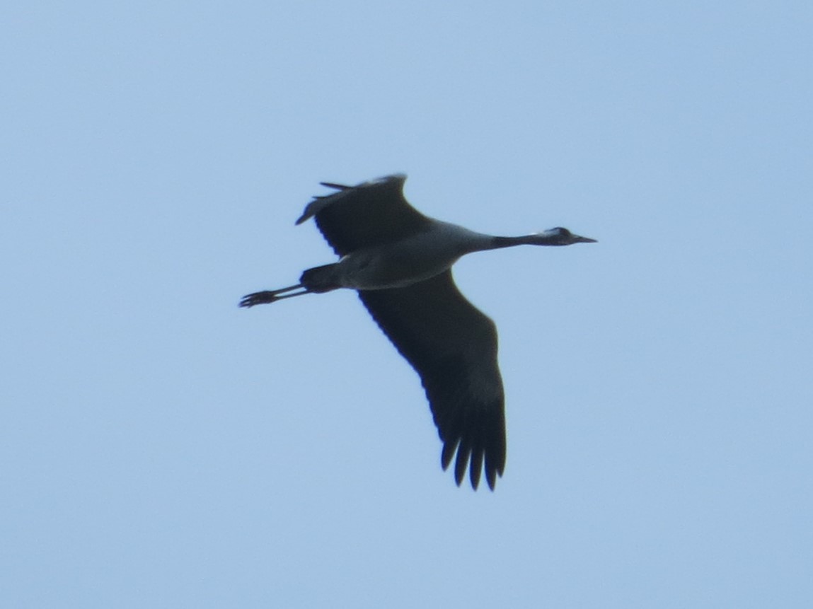 Common Crane - ML630777678