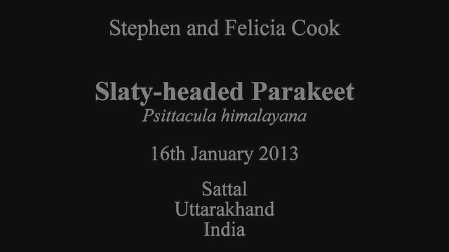 himalayaparakitt - ML630777790