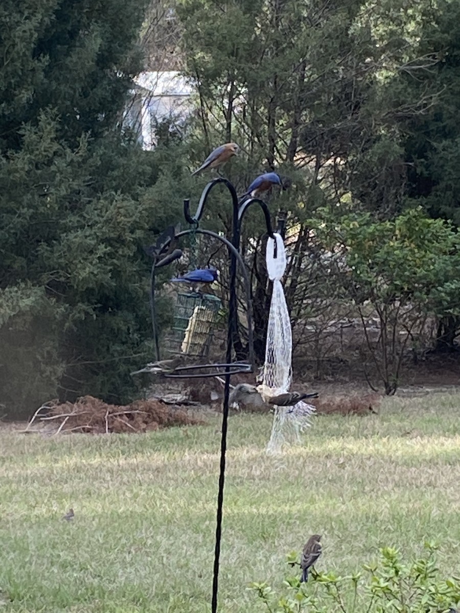 Eastern Bluebird - ML630777791