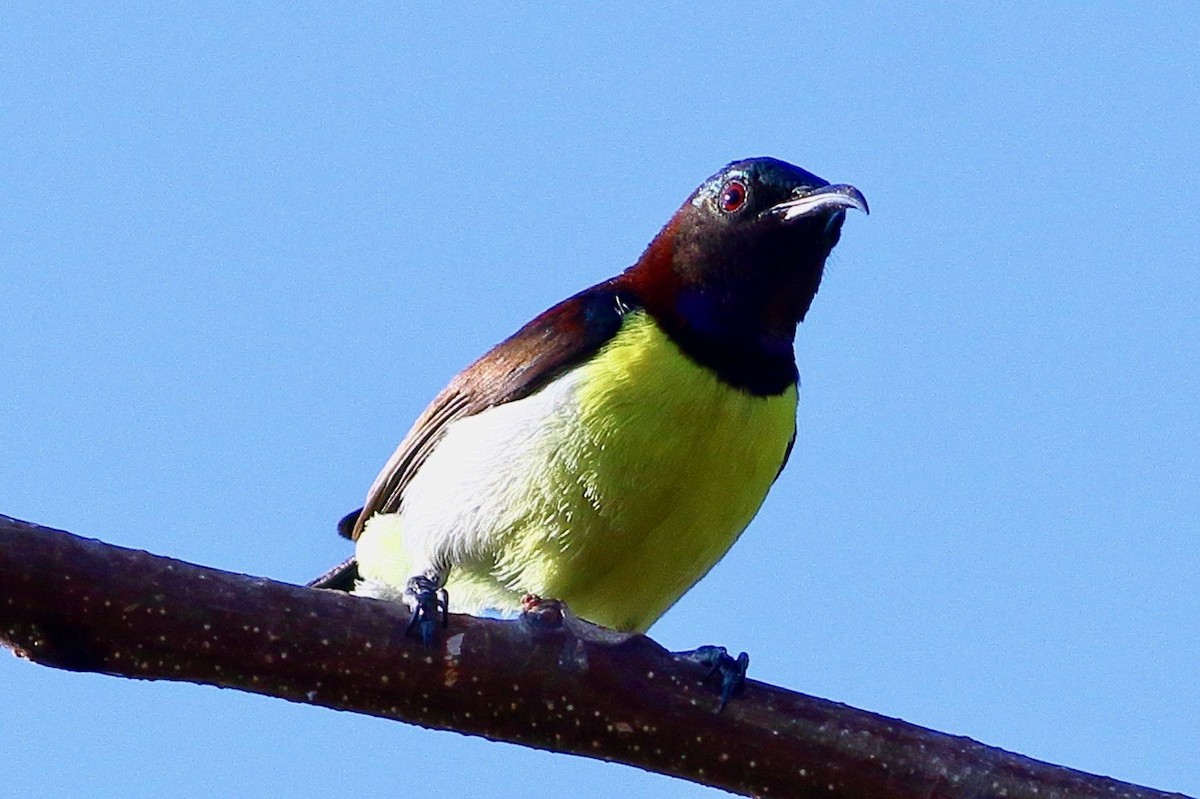 Purple-rumped Sunbird - Ains Priestman
