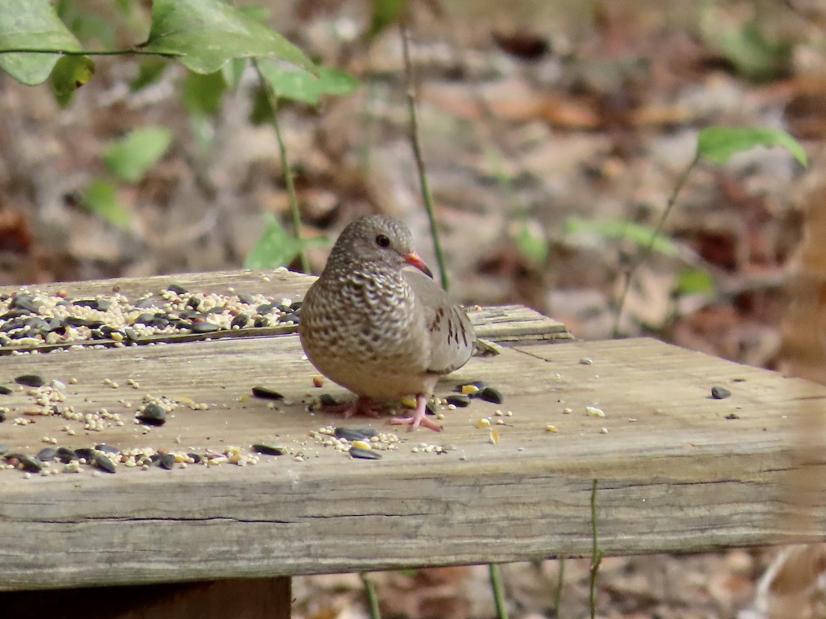 Common Ground Dove - ML630777840