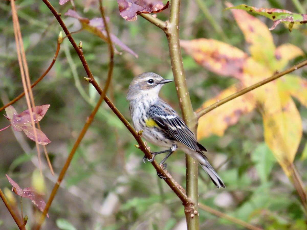 Yellow-rumped Warbler - ML630777847