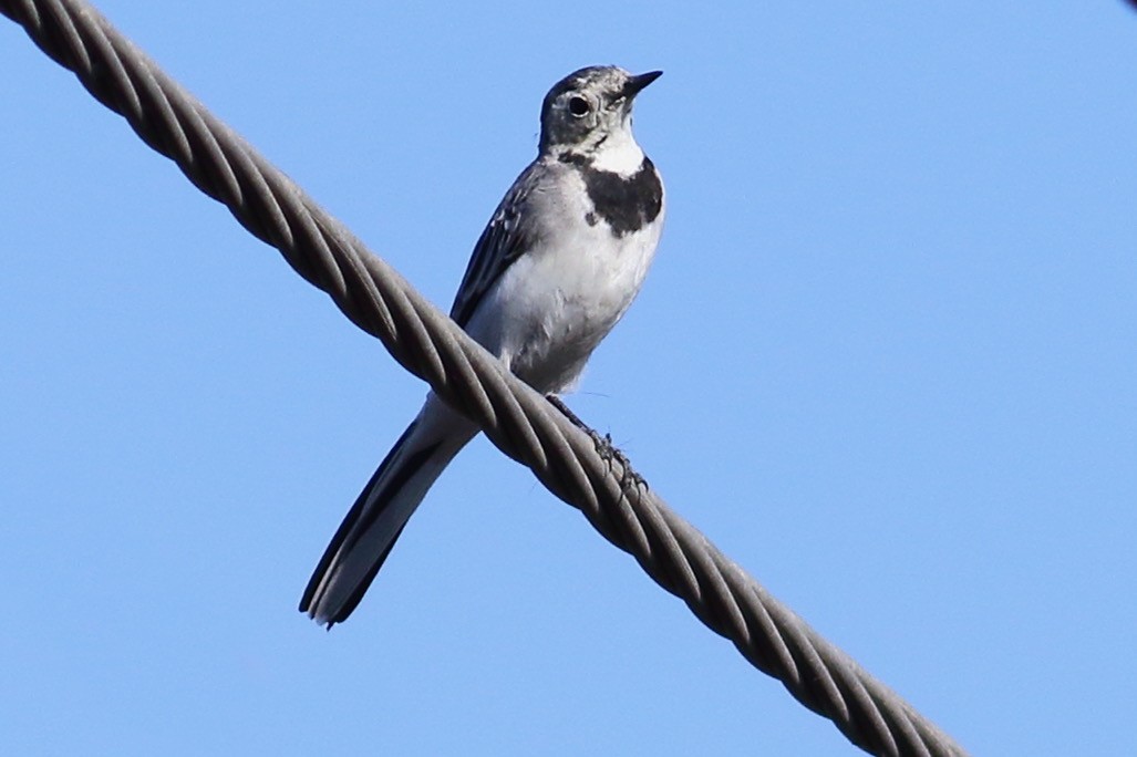White Wagtail - ML630777848