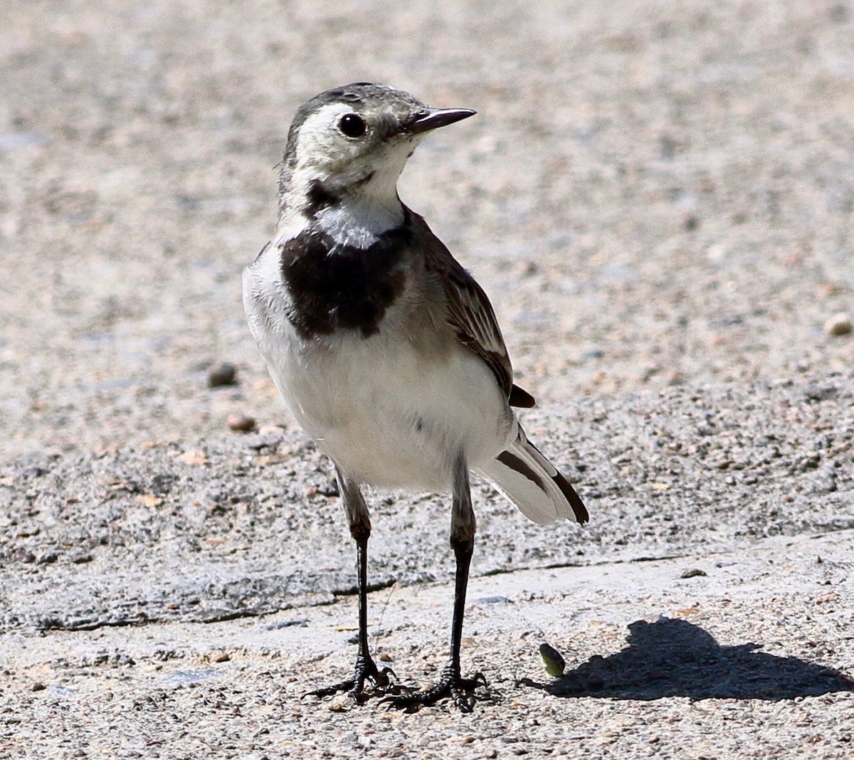 White Wagtail - ML630777849