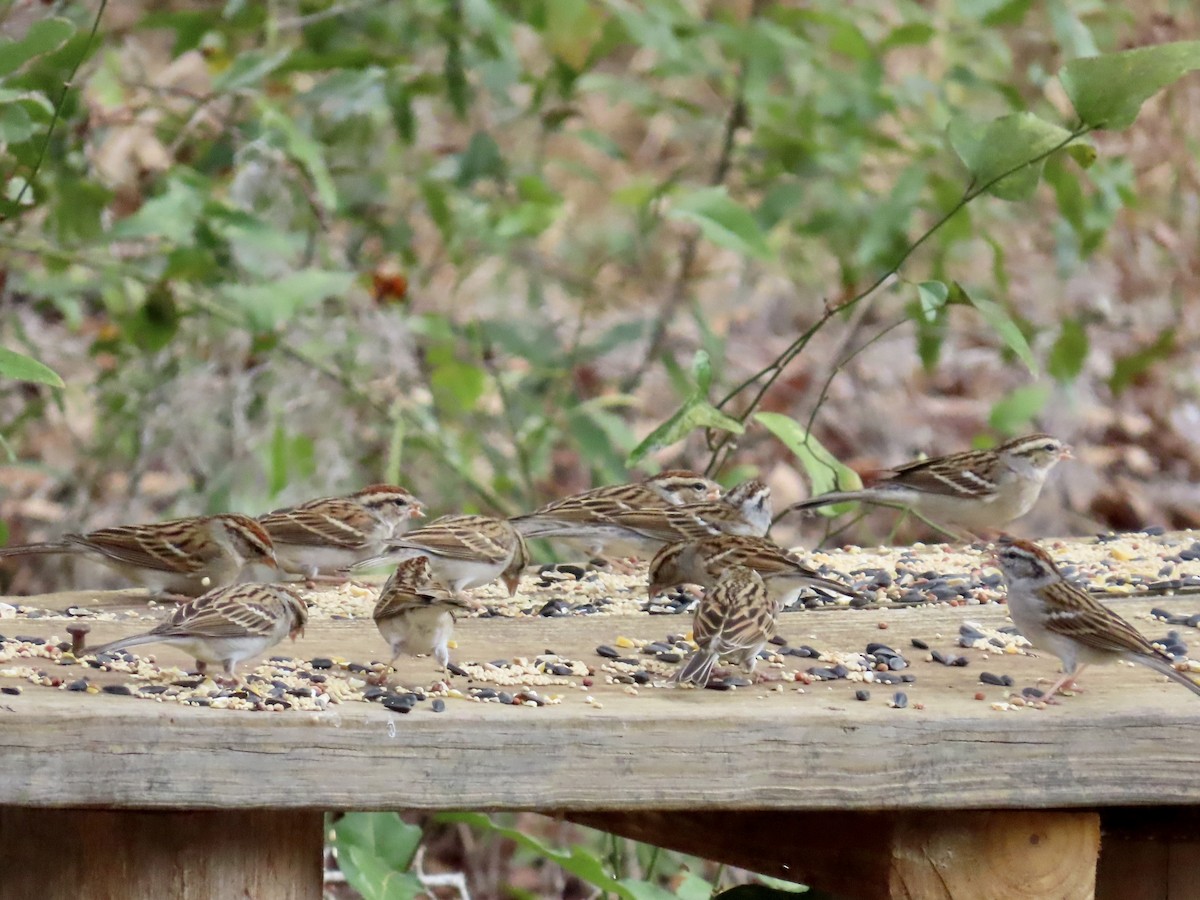 Chipping Sparrow - ML630777864