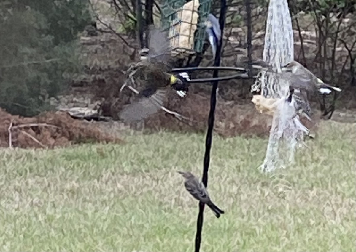 Yellow-rumped Warbler - ML630777886
