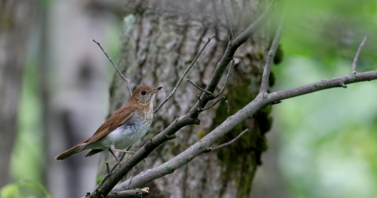 Veery - ML63077791