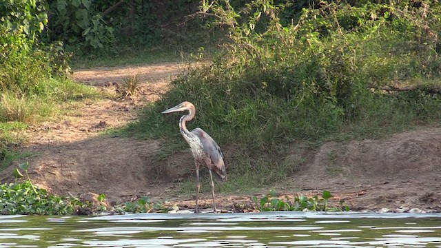 Goliath Heron - ML630777920