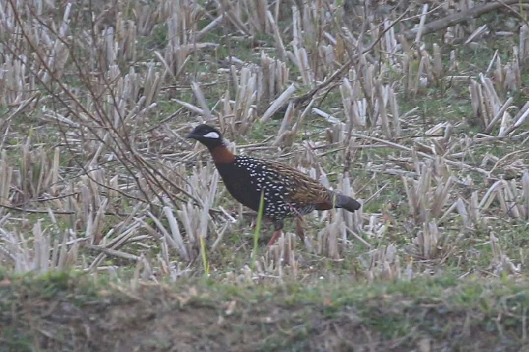 Black Francolin - ML630778043