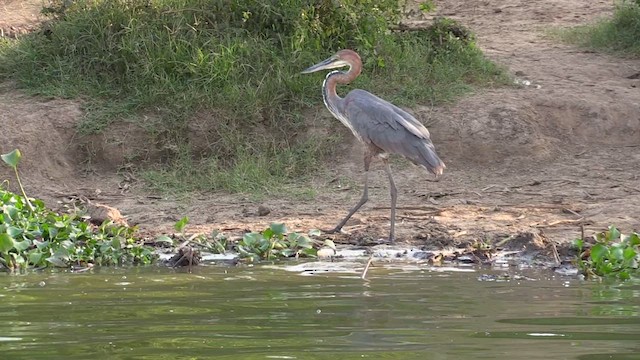 Goliath Heron - ML630778167