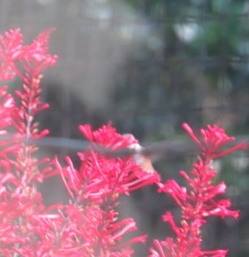 Rufous Hummingbird - ML630778184