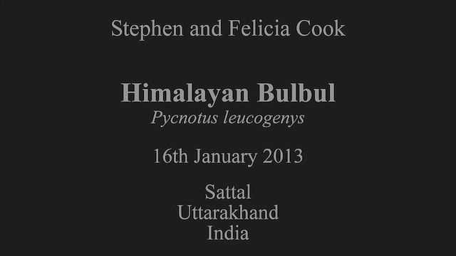 Himalayan Bulbul - ML630778223