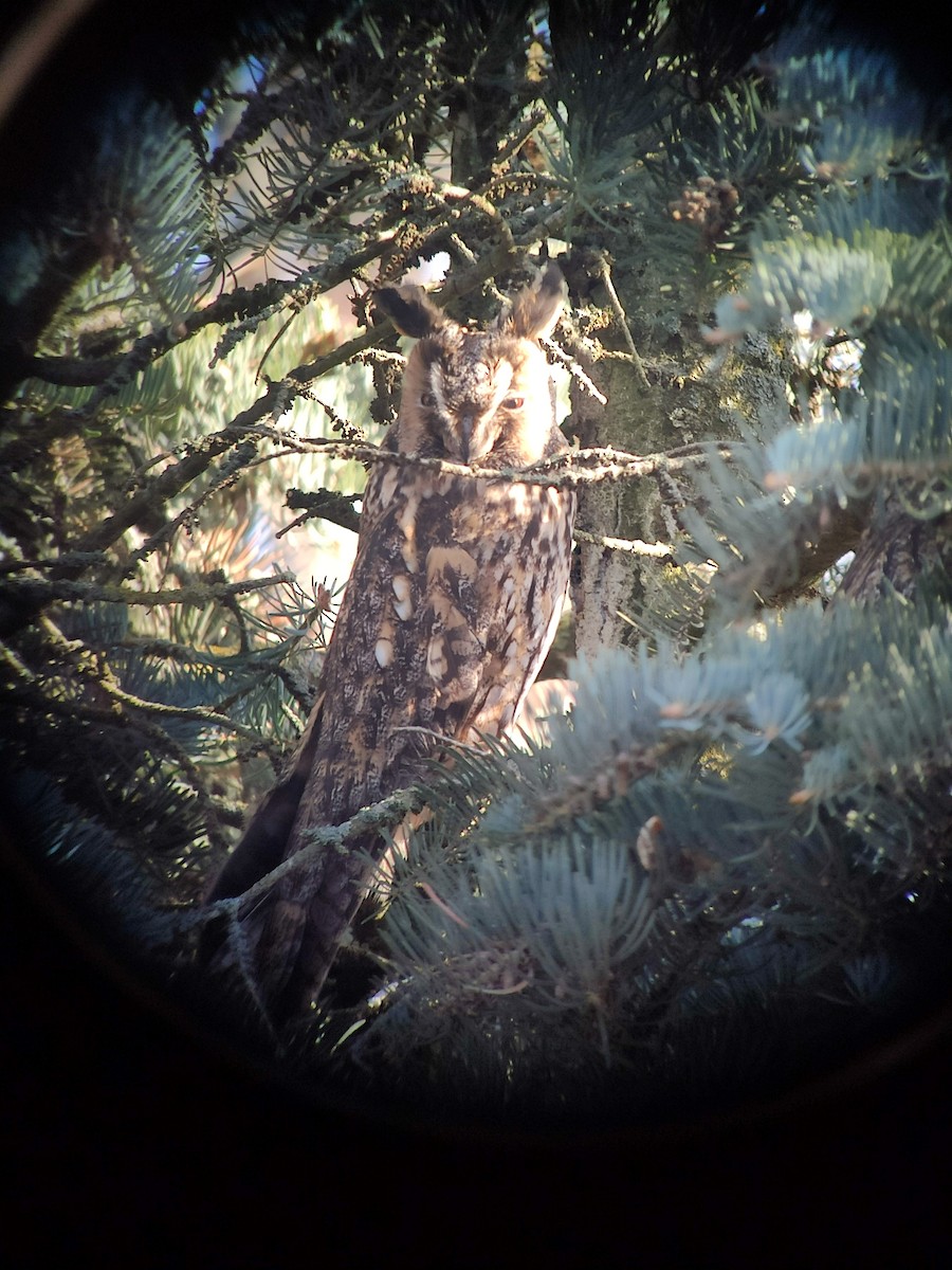 Long-eared Owl - ML630778253