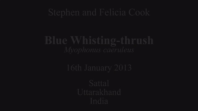 Blue Whistling-Thrush - ML630778256