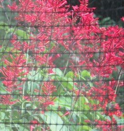 Rufous Hummingbird - ML630778264