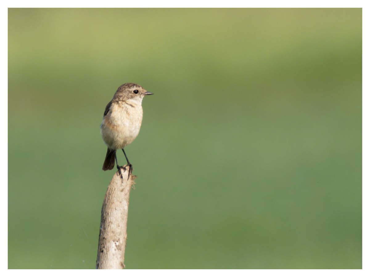 Siberian Stonechat - ML630778439