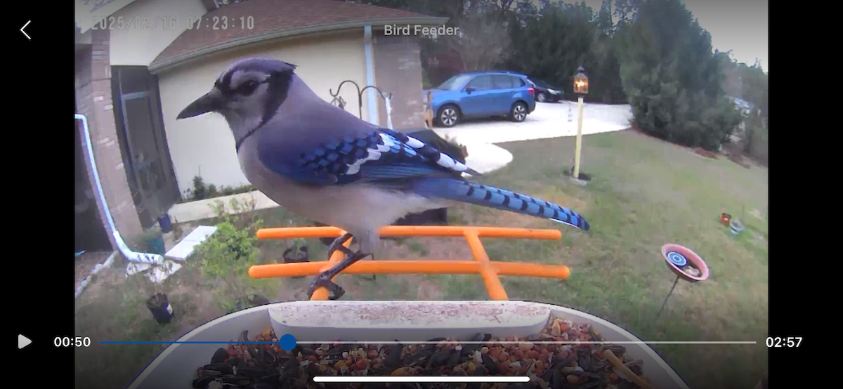 Blue Jay - ML630778452