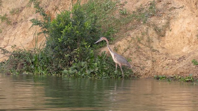 Goliath Heron - ML630778552