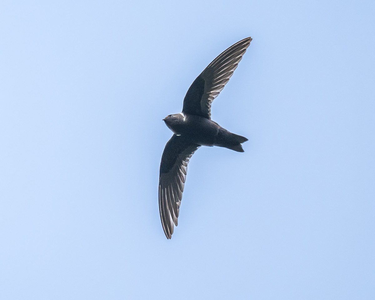 White-collared Swift - ML630778717