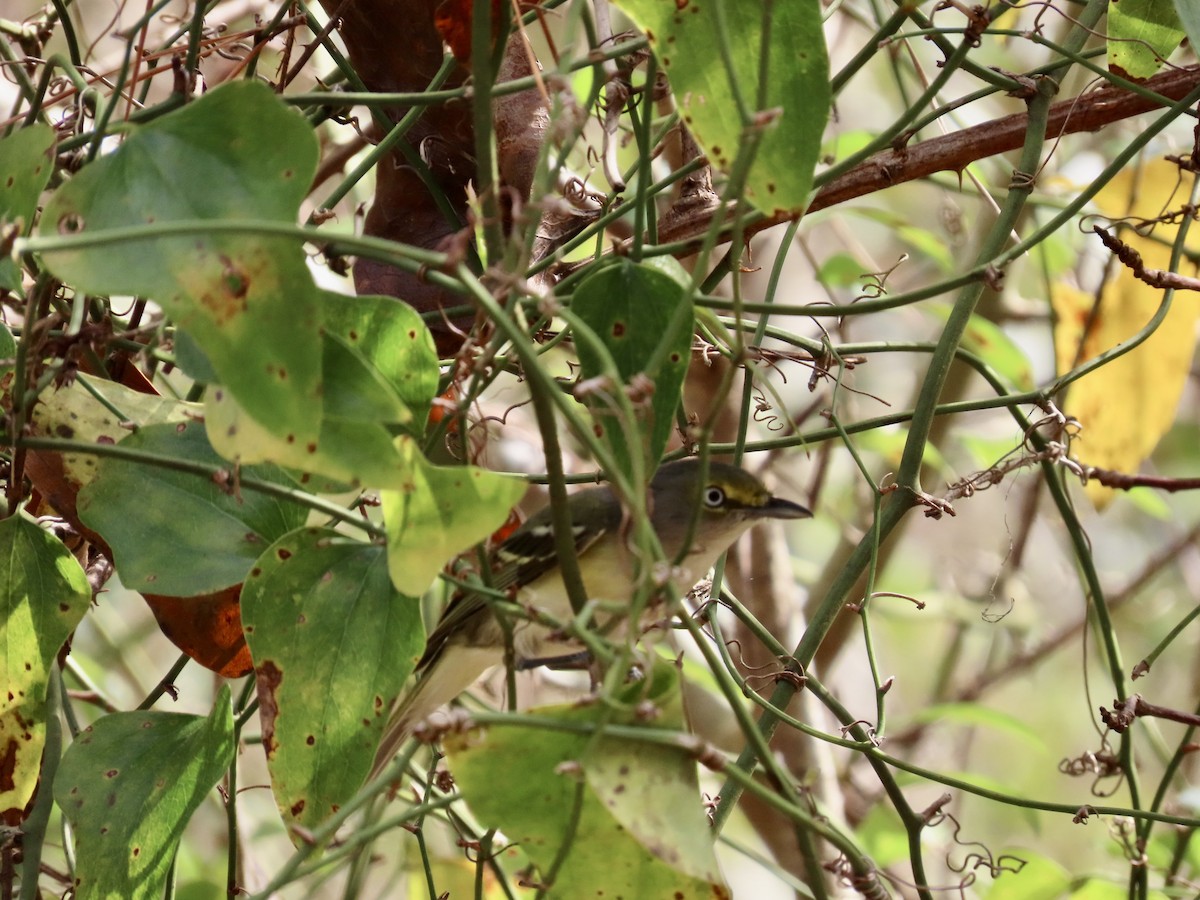 White-eyed Vireo - ML630778719