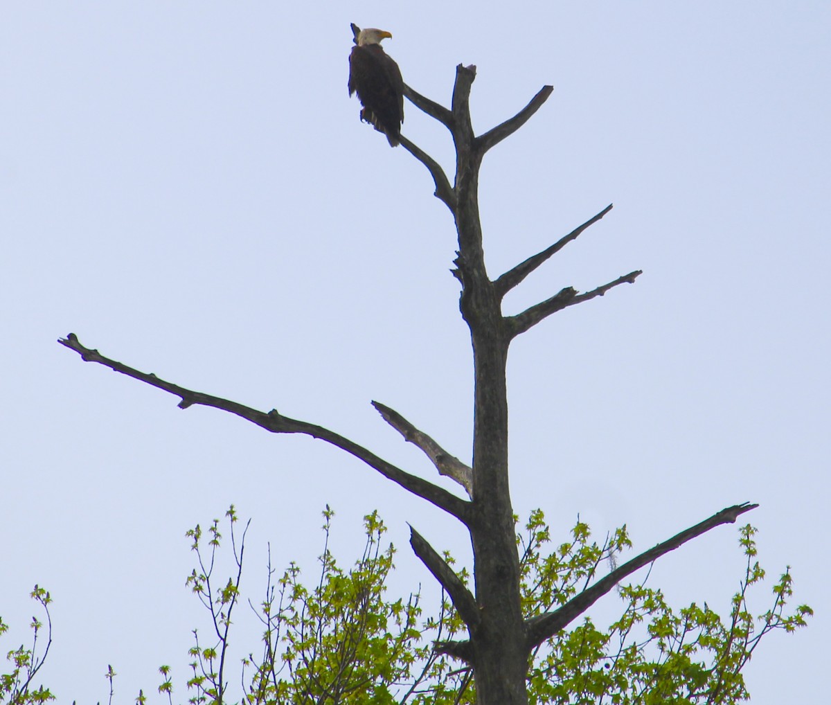 Bald Eagle - ML630778741