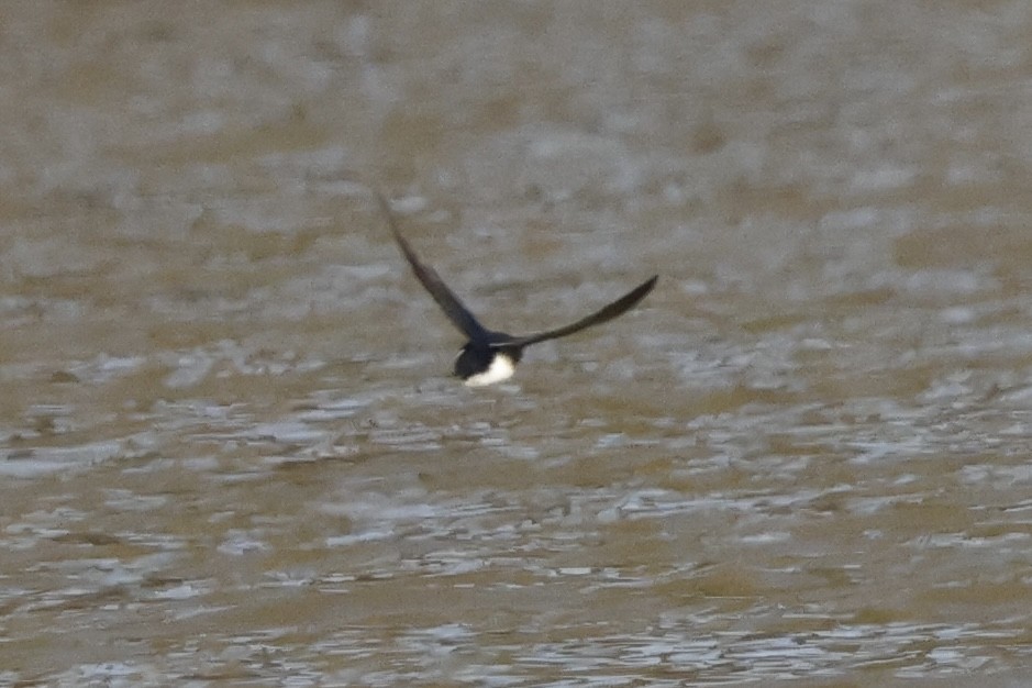 Golondrina Bicolor - ML630778775