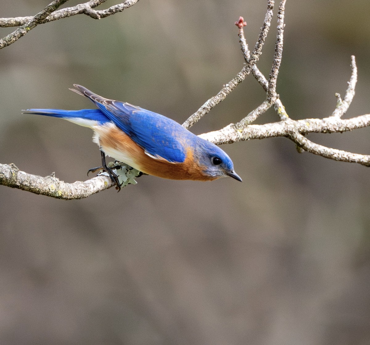 Eastern Bluebird - Gabriel Clements