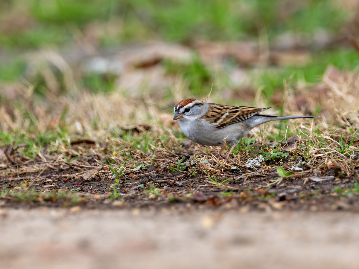 Chipping Sparrow - Gabriel Clements