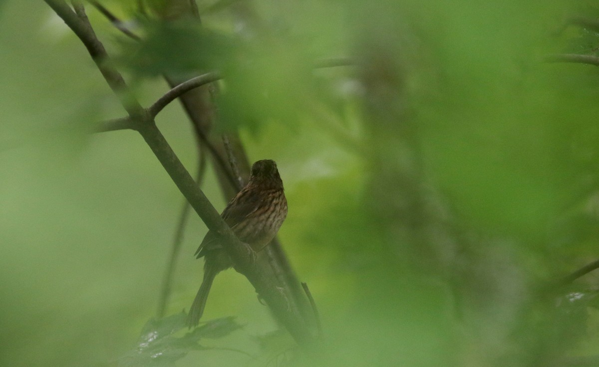 Swamp Sparrow - ML63077891