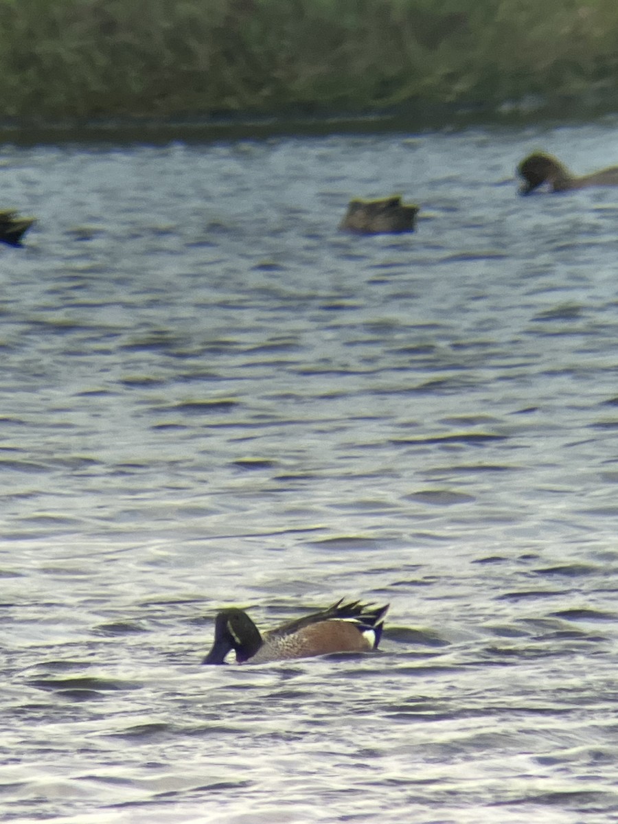 Blue-winged Teal x Northern Shoveler (hybrid) - ML630779209