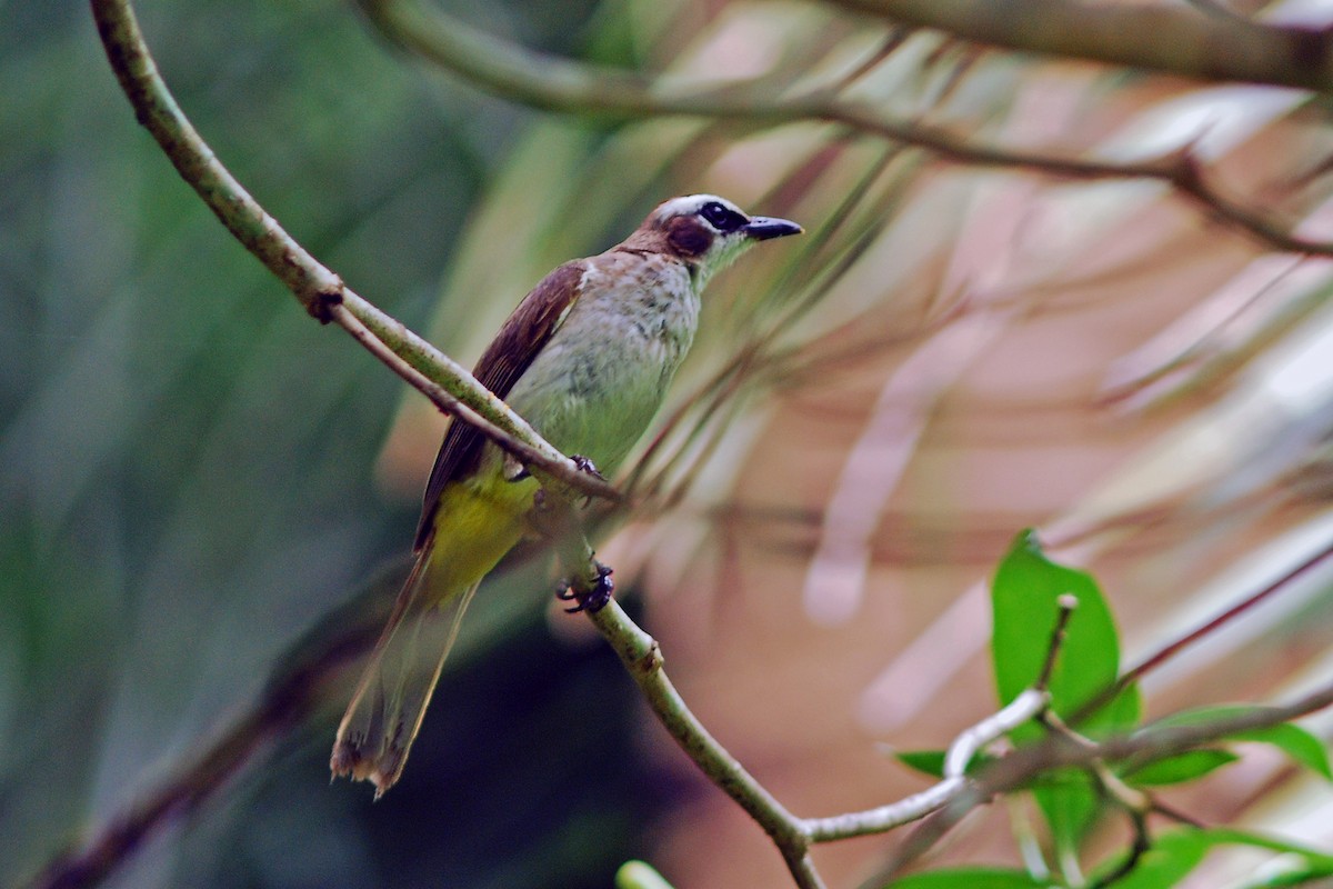 Yellow-vented Bulbul - ML630779256