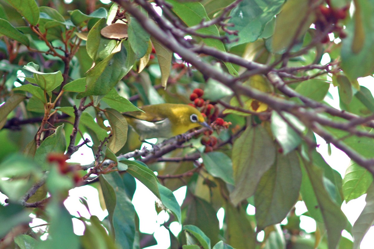 Lowland White-eye - ML630779303