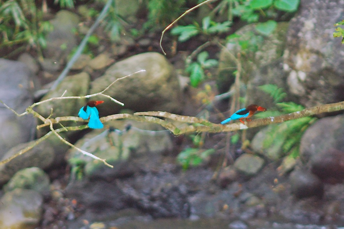 Brown-breasted Kingfisher - ML630779340