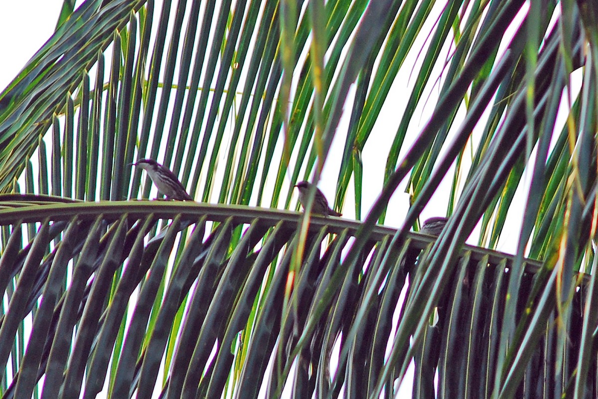 Stripe-sided Rhabdornis - ML630779441