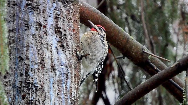 Yellow-bellied Sapsucker - ML630779559